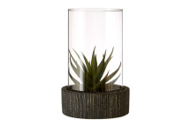 Large Succulent - Black Stone Base