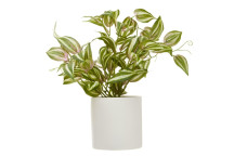 Fiori Inch Plant In White Cement Pot
