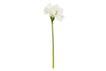 Fiori 72cm Amarylilis Stem - Ivory