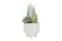 Fiori Mixed Succulents In Sml Wht Ceramic Pot