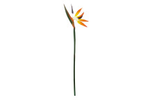 Fiori 92cm Bird Of Paradise - Spray Orange