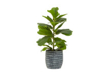 Fiori Ficus Tree In Blk/Wht Cement Pot