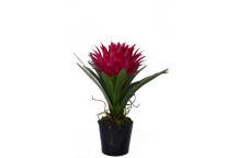 Pink Tropical Plant