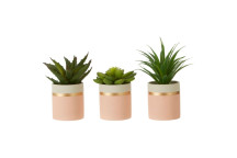 Fiori Set of 3 Succulents - Lotus/aloe Vera/ Ceramic Pot, Pink/gold