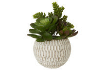 Fiori Mixed Succulent - Ceramic Pot