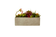 Mixed Succulents
