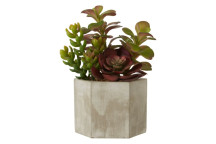 Fiori Mixed Succulent - Stone Effect Pot