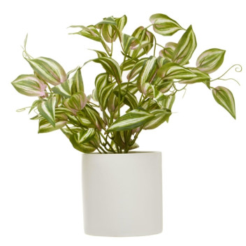 Fiori Inch Plant In White Cement Pot