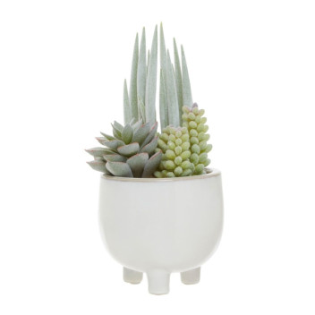 Fiori Mixed Succulents In Sml Wht Ceramic Pot