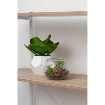 Fiori Mixed Succulent - Glass Pot
