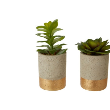Fiori Set of 3 Succulents - Ceramic Pot, Grey/ Gold