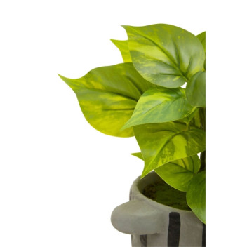 Fiori Devils Ivy In Blk/Gry Stripe Pot