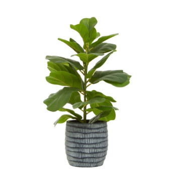 Fiori Ficus Tree In Blk/Wht Cement Pot