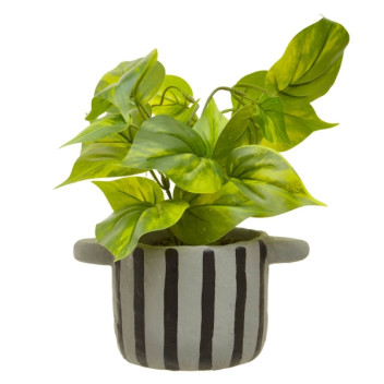 Fiori Devils Ivy In Blk/Gry Stripe Pot