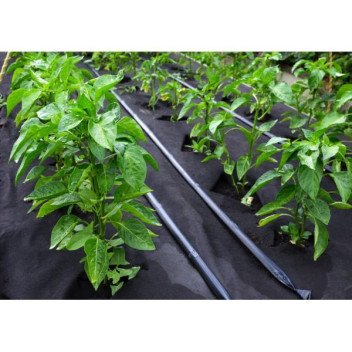 Weedblock Roll 50M X 2M