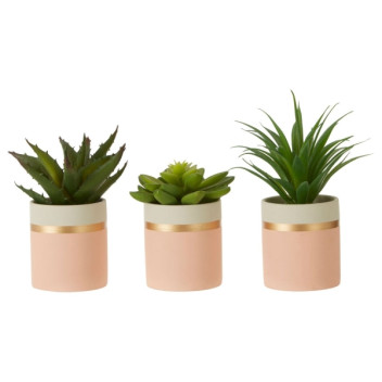 Fiori Set of 3 Succulents - Lotus/aloe Vera/ Ceramic Pot, Pink/gold
