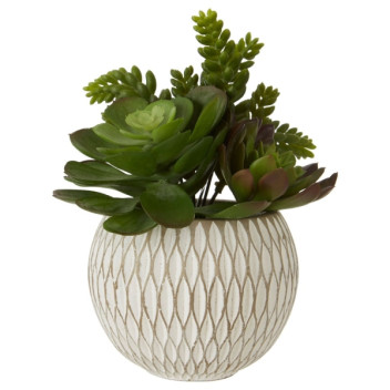 Fiori Mixed Succulent - Ceramic Pot