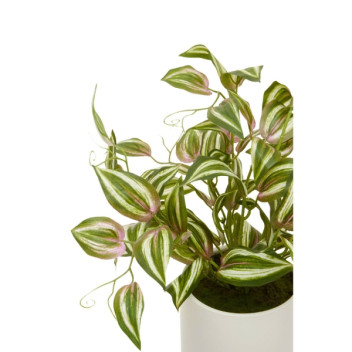 Fiori Inch Plant In White Cement Pot